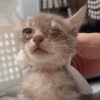 『猫風邪をこじらせていた子猫を保護』して6日目になると…微笑ましすぎる３兄弟の様子に癒される人続出「か…可愛すぎる」「本当に尊敬」