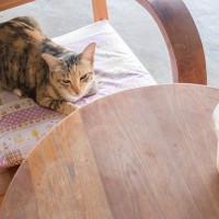 ちょっと立った隙に…猫が『人の椅子を奪いたがる』のはなぜ？考えられる4つの原因