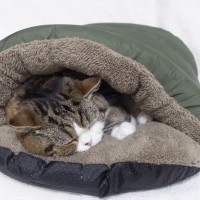 『ぬくぬくベッド』を買ったら、2匹の猫が…ほっこり癒される『可愛すぎる寝姿』が8万再生「寝方がもう天使」「気持ちよさそう」