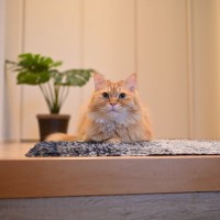 猫が見せる『健気な行動』3選　思わずグッとくる一途な一面、本当はどう思っている？