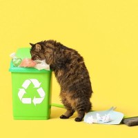まるで家庭内野良猫？愛猫が『ゴミを漁る』3つの理由　阻止するためにやるべきことも