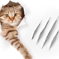 猫に『引っかかれやすい人』がしている3つの残念な行動・態度　猫ではなく、あなたに原因が？