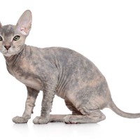 会えたら超ラッキーかも？『激レアな猫種』5選　それぞれの特徴や珍しい理由