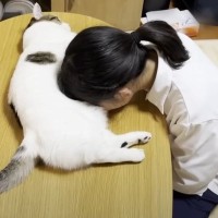疲れた娘が猫のお腹に顔を埋めると……"まさかの光景"がずるすぎると19万4000再生「めちゃくちゃ羨ましい」「人間をダメにする猫ｗ」