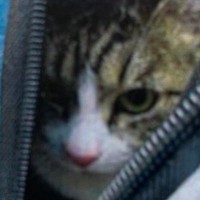 「ニュースでよく見るやつ」動物病院で暴れすぎた猫→診療明細書に載っていた顔が……『とんでもない表情』が254万表示「通り名ありそうｗ」