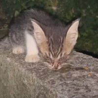 家の裏で出会った『虫だらけの汚れた子猫』を保護→速攻お風呂に入れたら……「救ってくれて感謝」「優しさが溢れていて涙がでた」と62万再生