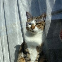 『２時間も同じポーズだった猫』→理由は……？まさかの微笑ましいワケに4万いいね「よっぽど嬉しかったんだ」「日向ぼっこもできて一石二鳥」