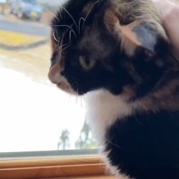 血の繋がっていない保護子猫を育てた母猫→お別れしてから1年8ヶ月後…『まさかの展開』に感動の声「感動してウルっときた」「良い話」