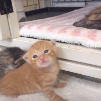 お散歩を終えた赤ちゃん猫たち→ママ猫が呼ぶと……可愛すぎる『順番待ちの様子』が8万3000再生「かわいさたまらん期」「癒された」