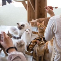 『猫カフェ・保護猫カフェ』でのお作法、知ってますか？守るべき6つのマナー