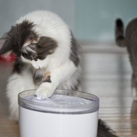 猫が『手で水を飲む』のはなぜ？考えられる4つの理由　もしかして遊んでるの？