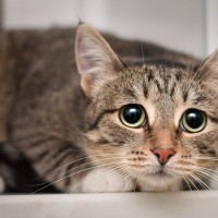 猫が出している見逃し厳禁な『助けて』サイン7選　言葉で言えない猫たちのSOS