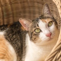 猫が『カゴに入るのが好き』な理由3選　よく使われるラタン素材のメリットもご紹介