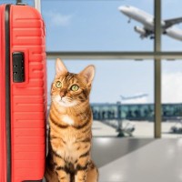 「ニャンコは飛行機がお好き？」猫による飛行機の不正搭乗や機内徘徊が多発