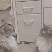 『女の戦いが面白すぎたｗ』お姉ちゃんが怖いのに攻撃した妹猫…予想外すぎるパンチに爆笑する人続出「思わず3回みた」「可愛すぎてｗ」