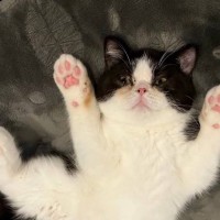 とっても小さかった子猫が成長した結果…１年後に同じポーズをしている様子が尊すぎるとSNSで反響続々「大きくなったね」「1年ってすごい」