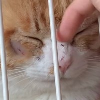 『出会った頃は大ケガをしていた猫』、4年が経過した現在は……劇的ビフォーアフターに涙する人続出「もう泣けちゃう」「ずーっと幸せに」