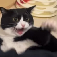 パパに撫でられそうになってブチギレていた猫…嘘のような『数分後の光景』に爆笑「100点満点すぎるリアクション」「ツボ」と67万再生