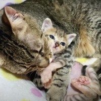 新入り赤ちゃん猫に『先住猫の母性が大爆発』した結果…まさかの光景が127万再生「愛をありがとう」「自分の子ではないのに凄い」