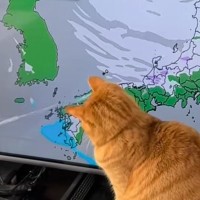 「叩き方がかるたｗｗ」天気予報を見ていたら、猫が…想像以上のパワーが面白すぎると162万再生「結構いくんだねｗ」「画面割れそうｗ」