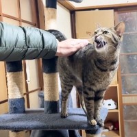 4日ぶりにパパが出張から帰宅した結果→猫の反応が……『可愛すぎる猛抗議』に癒される人続出「熱烈な歓迎には違いないｗ」「凄い文句ｗ」