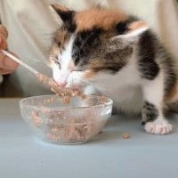 保護子猫がはじめて離乳食を口にした、次の瞬間…思わず涙がでてくる『想定外の反応』に反響続々「美味しかったんだろうな」「最高に可愛い」