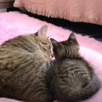 生後1ヶ月の捨てられた子猫をお家に迎えたら、先住猫が…『優しさが溢れる瞬間』が32万再生「完全に親子」「泣けてくる」と感動の声