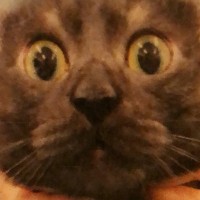 獣医『すみません…撮り直しますか？』←作ってもらった猫の診察券を見てみたら…笑撃の写りが990万表示「狙っても中々撮れないｗ」