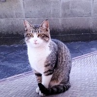 『待たせてごめんね』出会いから3年半越しに保護された猫→約1ヶ月間の軌跡と"まさかの瞬間"に「もう号泣」「ウルウルきた」と39万再生