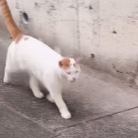 真冬の夜に出会ったボス猫に『寒くない？』と声をかけた結果…まさかの泣ける話と現在の姿に感動の声続出「素敵なご縁で泣」「嬉しくて涙がでた」