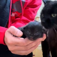 野良猫が産んだ生後５日目の子猫をこっそり抱っこしたら…予想もしてなかった『まさかの展開』が145万再生「感動した」「ジーンと来るね」