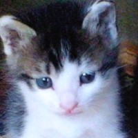 こんなにも小さくて可愛かった子猫が…完全に想定外の成長をとげた『衝撃の現在』に10万人がいいね「別猫ｗ」「ギャップがたまらん」