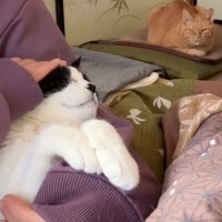 18歳になった猫が寝かしつけを要求するようになって…『赤ちゃんみたいな姿』が可愛すぎると239万表示「熱い視線が」「見てるｗ」の声も