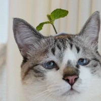 はっぱのピンをもらったので『猫につけてみた』結果…まさかの可愛すぎる光景が548万表示の大反響「めっちゃ似合ってるｗｗ」「ピクミンｗ」