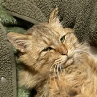 『もうどうしたらいいのか…』野良猫がお家に迎えられて5日後…まさかの姿が147万表示の反響！「え？嘘だろ？」「信じられない」と驚愕