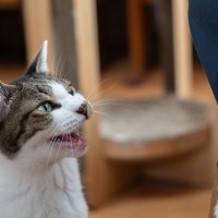 猫が一生懸命飼い主さんに『話しかけている』ときの心理4選　猫も飼い主さんとおしゃべりしたいの？