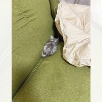 ソファの上に『小さな毛玉』が転がっているかと思ったら……キュートすぎる子猫の姿に6万人がいいね「ちっちゃかわいい」「語彙力大崩壊」