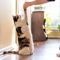 猫に『しつけ』はできる？うまくトレーニングをするための5つのコツ