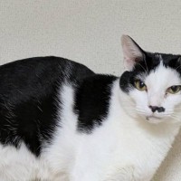 『九尾の狐ならぬ９尾の猫…！？』とんでもなく"縁起良さそうな尻尾"が63万表示突破「めでたい気分になった」「化けてでないやつ」と話題に