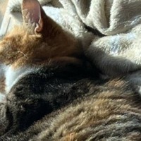 『まどを、とにかく窓を見てくれ…』→日向ぼっこしている猫のほうを見てみると…とんでもなく可愛い瞬間が154万表示「幸せそう」「眼福」