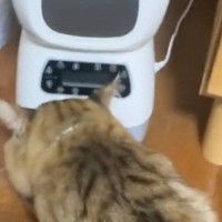 「ブタガエルｗｗ」美味しい？と猫に声をかけたら…『グワッと返事する姿』が衝撃的すぎると156万再生「ブタガエル超的確で草」「しんどいｗ」