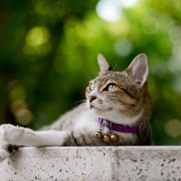 猫の『首輪に鈴』をつけたいなら…考えるべきメリット・デメリットと注意点