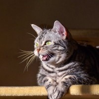 猫たちがすると若干ヒヤッとする『不気味な行動』5選　突然荒ぶる、空を見つめる…なぜ？