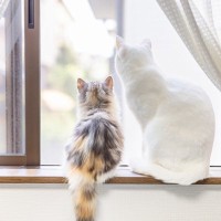 猫はなぜ『猫背』なの？考えられる3つの理由　実は重要な役割を秘めていた？