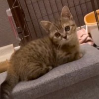 『呼んだら来てくれる子猫』→1年後になると……反則的に可愛い『まさかの成長』が491万再生「犯罪級」「全く無視かと思いきや…」の声