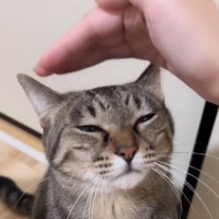 猫に『撫でるフリ』してみた結果…我慢できずに見せた『破壊力半端ないリアクション』が67万再生「可愛すぎて笑った」「自然に声がでた」