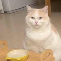 『ごはんの時間まだだよ？…』どうしても早く食べたい猫→机の前で待機する姿が可愛すぎると28万再生「表情が真剣だね」「可愛すぎて泣きそう」