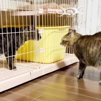 若者にやられっぱなしの『おじさん猫』→逆襲を企てて…まさかの『最終兵器』に爆笑！「斬新な攻撃法w」「笑ったw」7.3万再生突破