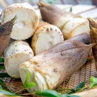 猫は春の味覚『タケノコ』を食べても大丈夫？考えられる効能と与える際の注意点