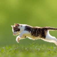 猫が口にすると『危険な虫』5選　どんな健康トラブルが起こり得るかも解説